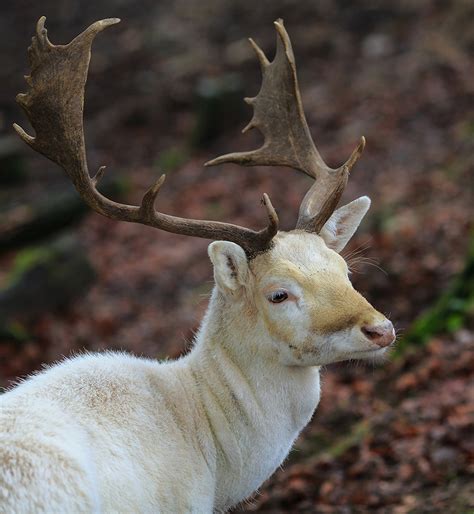 White Fallow Buck Photo Tom Leroy Photos At