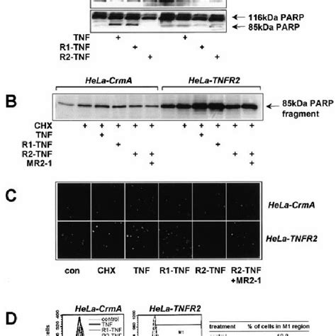 Tnf Induced Jnk Activity In Hela Cells Is Caspase Sensitive A Jnk