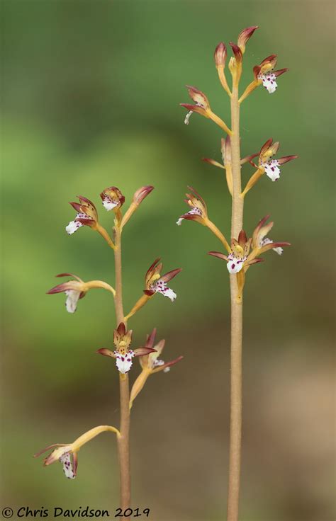 Coralroot 8813 J Spotted Coral Root Corallorhiza Maculata Flickr