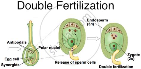 What is Double Fertilisation? Describe the Process in Brief. - Biology ...