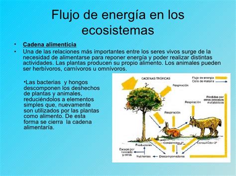 TICS EL FLUJO DE ENERGÍA Y NUTRIENTES EN LOS ECOSISTEMAS