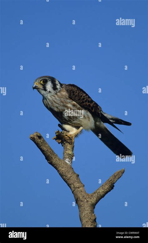 American Kestrel Falco Sparverius Juvenile With Insect Prey Cape May