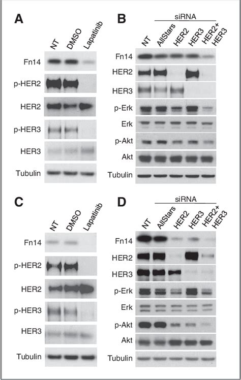 Figure From The Her And Heregulin Hrg Inducible Tnfr