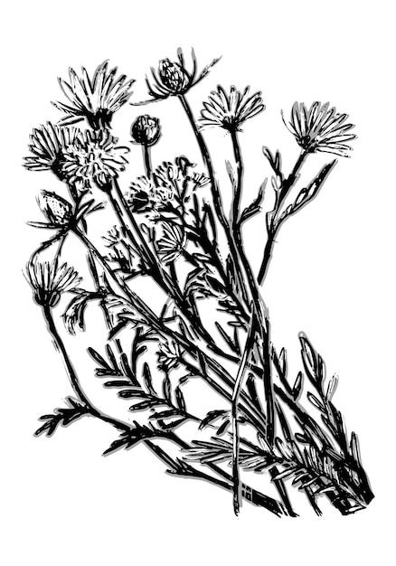 Bosquejo Monocromo De Flores De Campo Ramo De Plantas Silvestres Ilustración Vectorial Dibujada