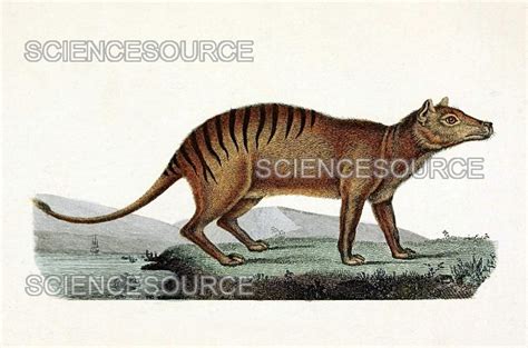 Photograph | Tasmanian Tiger, Extinct Species | Science Source Images