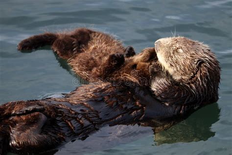 Sea Otter Mother Holding Her Pup Stock Image - Image of aquatic, animal ...