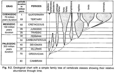 Essay On Vertebrates Chordata Zoology