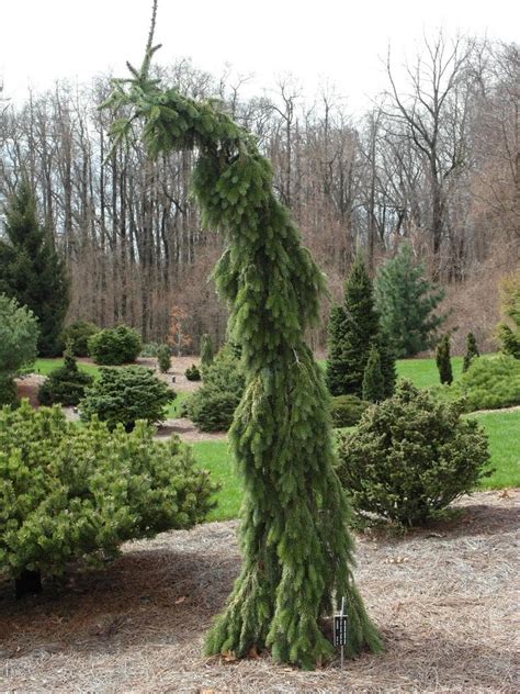 Photo Of The Entire Plant Of Weeping Serbian Spruce Picea Omorika