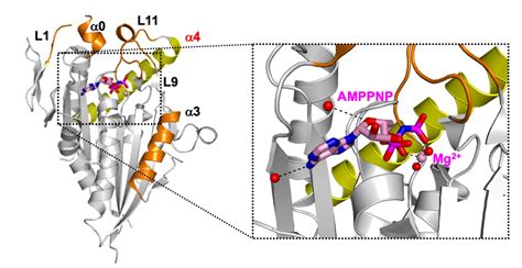 Anticancer drugs with fewer side-effects: Scientists decode the crystal ...