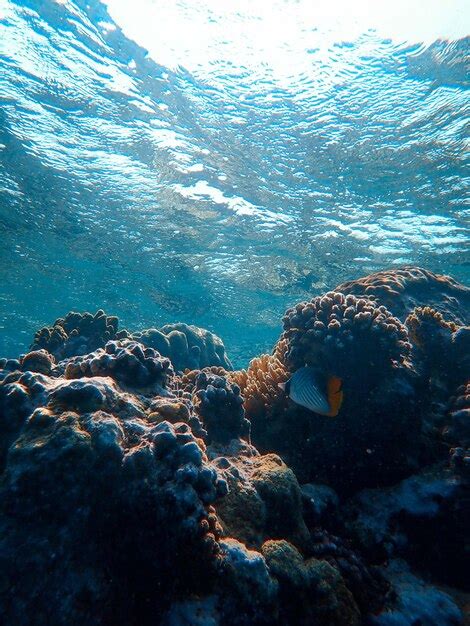 Premium Photo | Under sea photography