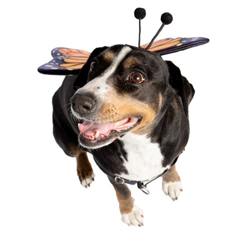 Monarch Butterfly Dog Costume#N#– Pet Krewe