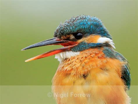 Kingfisher Female Close Up With Open Bill Scotland