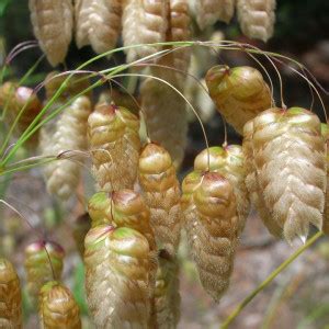 Tremurici 0 5 G Seminte Planta Ornamentala Anuala Briza Maxima