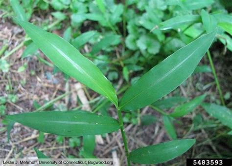 Japanese Stiltgrass Identification And Management University Of Maryland Extension