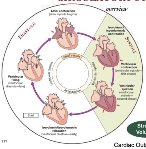 Cardiovasc Phys Flashcards Quizlet