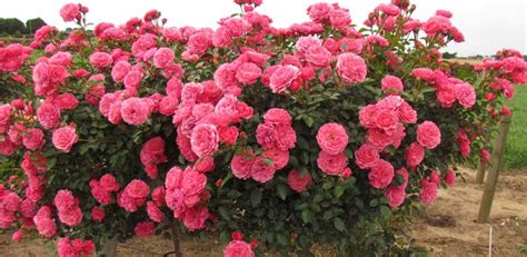 Gardenarium Standard Floribunda Roses