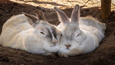 Flemish Giant Rabbit Behave, Breeding, Food & Care