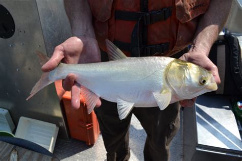 Silver Carp Asian Carp Canada