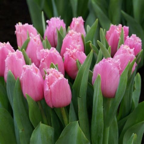 ТЮЛЬПАН ЛУВР