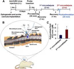 Reversible Induction Of Pain Hypersensitivity Following Optogenetic