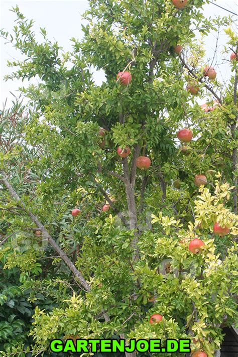 Einen großen Granatapfelbaum kaufen Seltene Pflanzen und winterharte