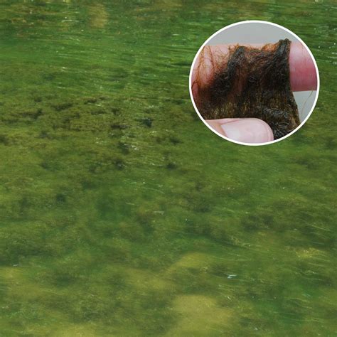 Pond Algae Identification