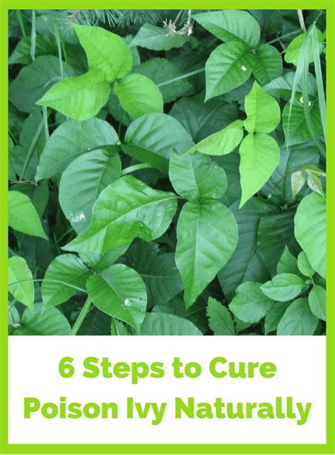 6 Steps To Naturally Treat Poison Ivy In The Eyes