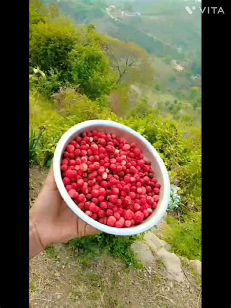 उत्तराखंड का पहाड़ी काफल फल है इस वीडियो को सब्सक्राइब एंड लाइक शेयर