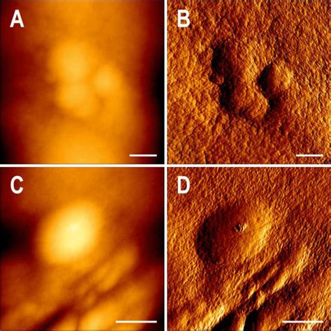 Afm Topographic Image Left Column Error Signal Mode Image Middle