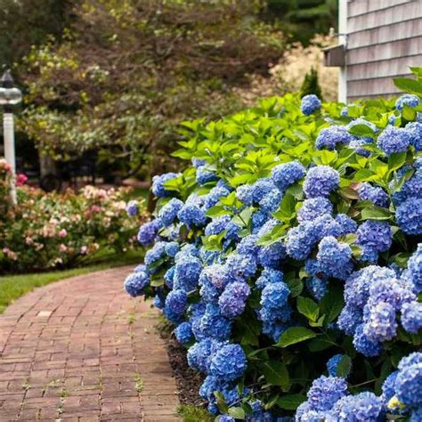 Endless Summer Hydrangea | Bright Blooms - PlantingTree