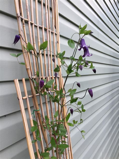 First clematis is flowering : r/gardening