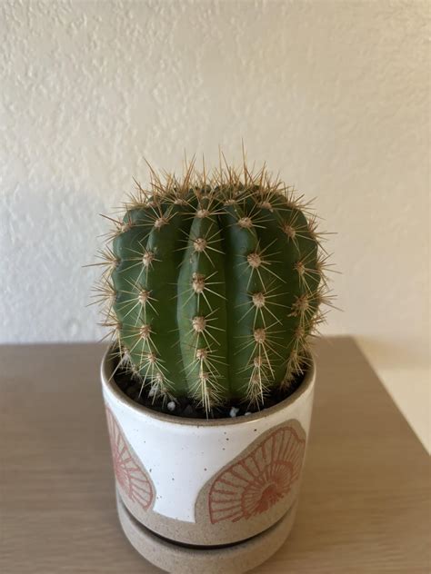 cactus identifier rcactus