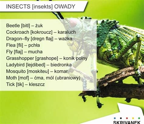 Owady Po Angielsku Agencja Skrivanek Biuro T Umacze