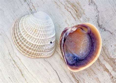 Curious Collectors Of Clam Shells Identification And Interesting Facts