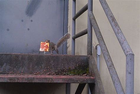 Squirrels Are Notorious Pizza Thieves Barnorama