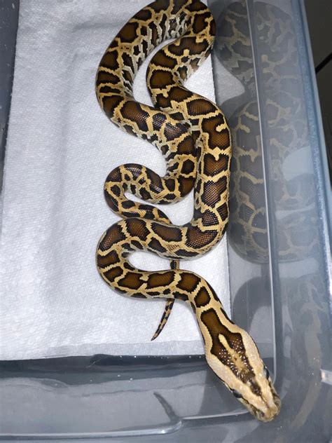 Normal Het Green Het Granite 66 Ph Albino 50 Ph Lab Burmese Python By