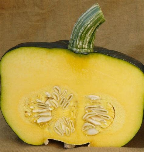 Burgess Buttercup Squash Seeds West Coast Seeds