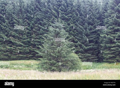 Pine Trees Grown For Harvesting Scotland Stock Photo Alamy