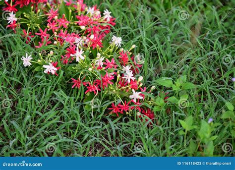 美丽的桃红色花 库存图片 图片 包括有 工厂 本质 空白 开花 植物群 宏指令 紫色 庭院 116118423