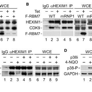 Rbm Is Critical For The Genotoxic Stress Induced Release Of P Tefb