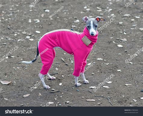 Fashionable Italian Greyhound Winter Coat Stock Photo 67803442