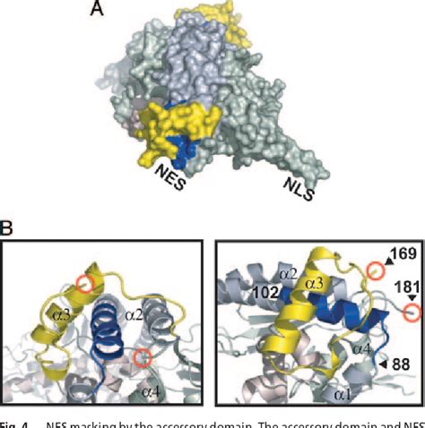 Figure 4 From The Structure Of Nucleosome Assembly Protein 1 Semantic