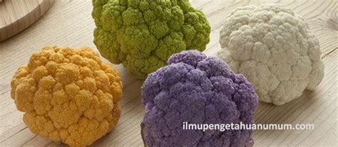 Manfaat Kembang Kol Cauliflower Dan Kandungan Gizi Kembang Kol Ilmu