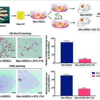 BYL 719 Inhibited Adipose Formation In Vivo A Schematic Description Of