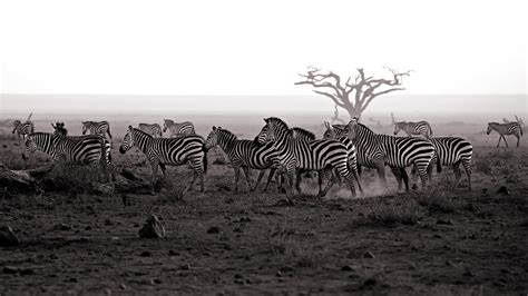 Zebra Bw Herd Hd Wallpaper Animals Wallpaper Better