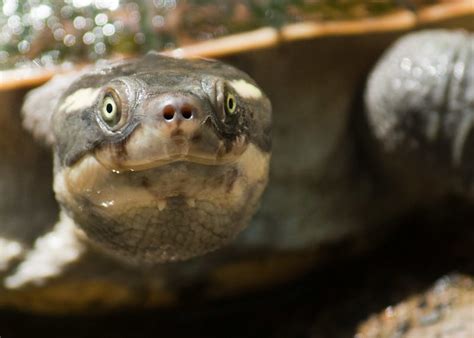 Mary River Turtle l Odd Reptile - Our Breathing Planet