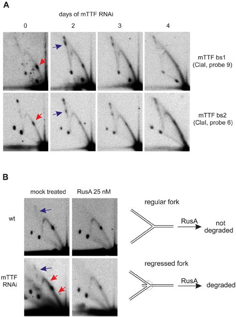 Aberrant Replication Fork Stalling Resulting From Mttf Rnai A 2dnage