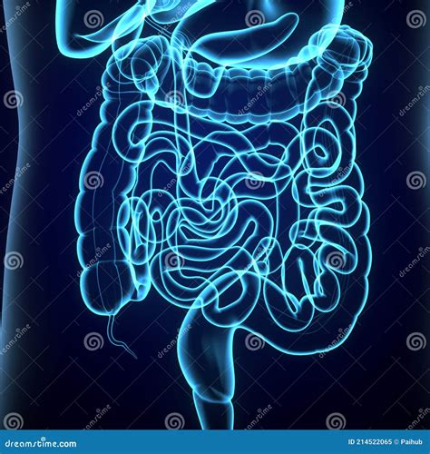 3d Illustration Of Human Digestive System Stomach Anatomy Stock