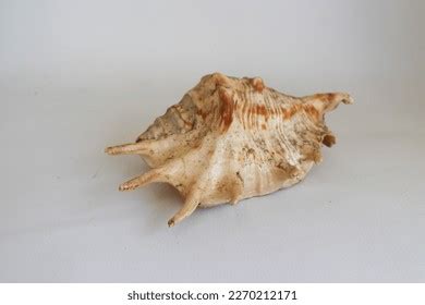 700 Gastropods Fossils Images Stock Photos Vectors Shutterstock