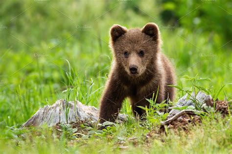 An adorable little brown bear cub | High-Quality Animal Stock Photos